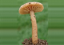 Fongicide