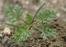 Herbicide