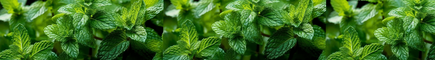 Menthe